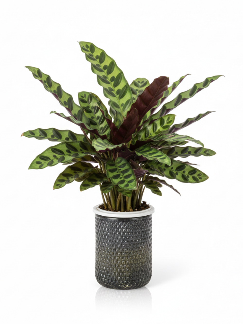 Калатея Leopard Pattern д.11
