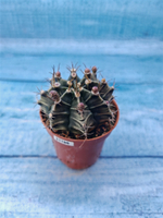 Gymnocalycium Friedrichii (Гимнокалициум)