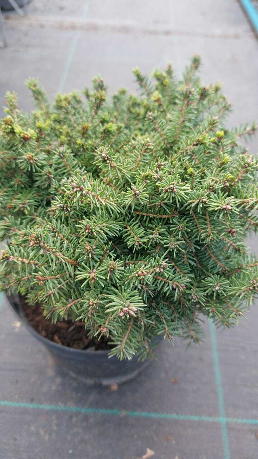 Ель picea Little Gem