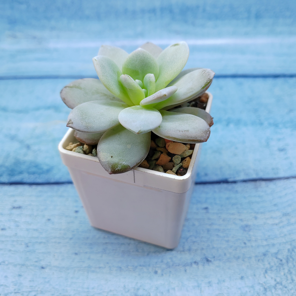 Echeveria Laiu hybride (Эхеверия)