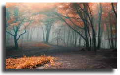 Постер "Туманный лес"