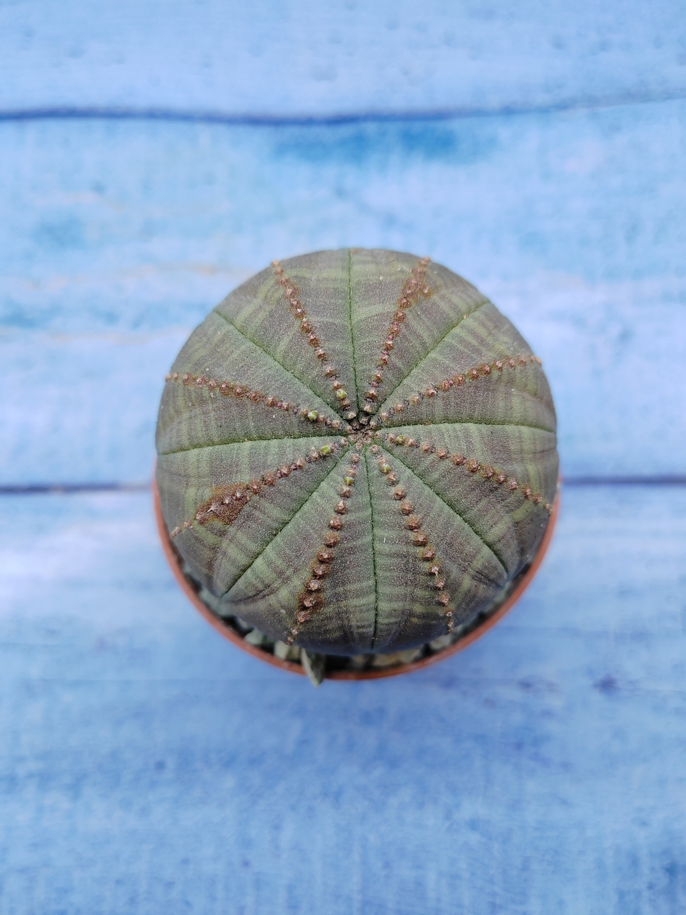 Euphorbia Obesa (Эуфорбия)