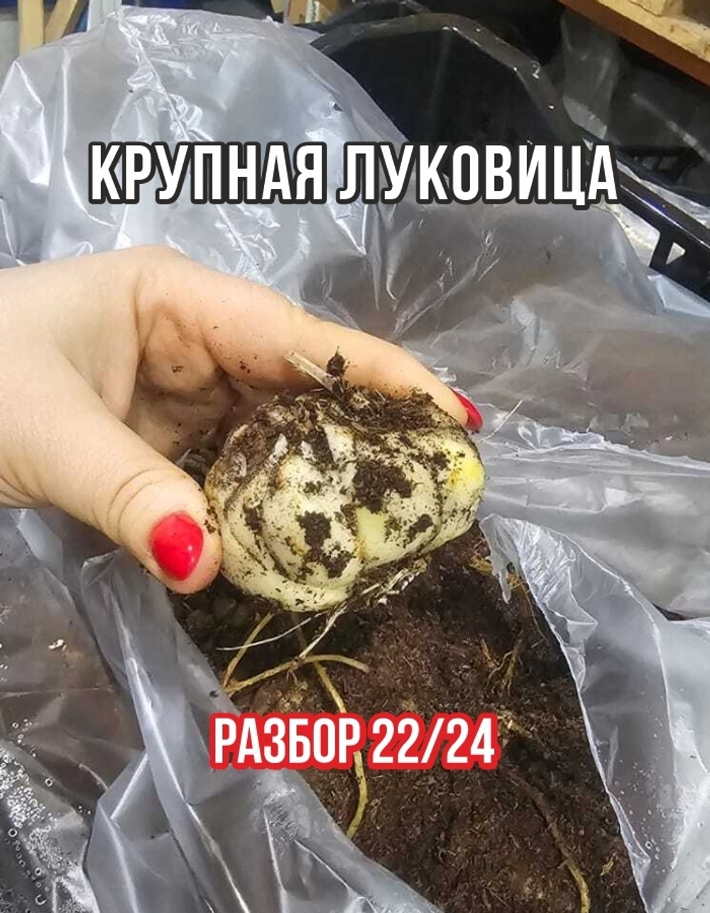 Луковичные цветы лилия марлон, разбор 22/24, 2 шт