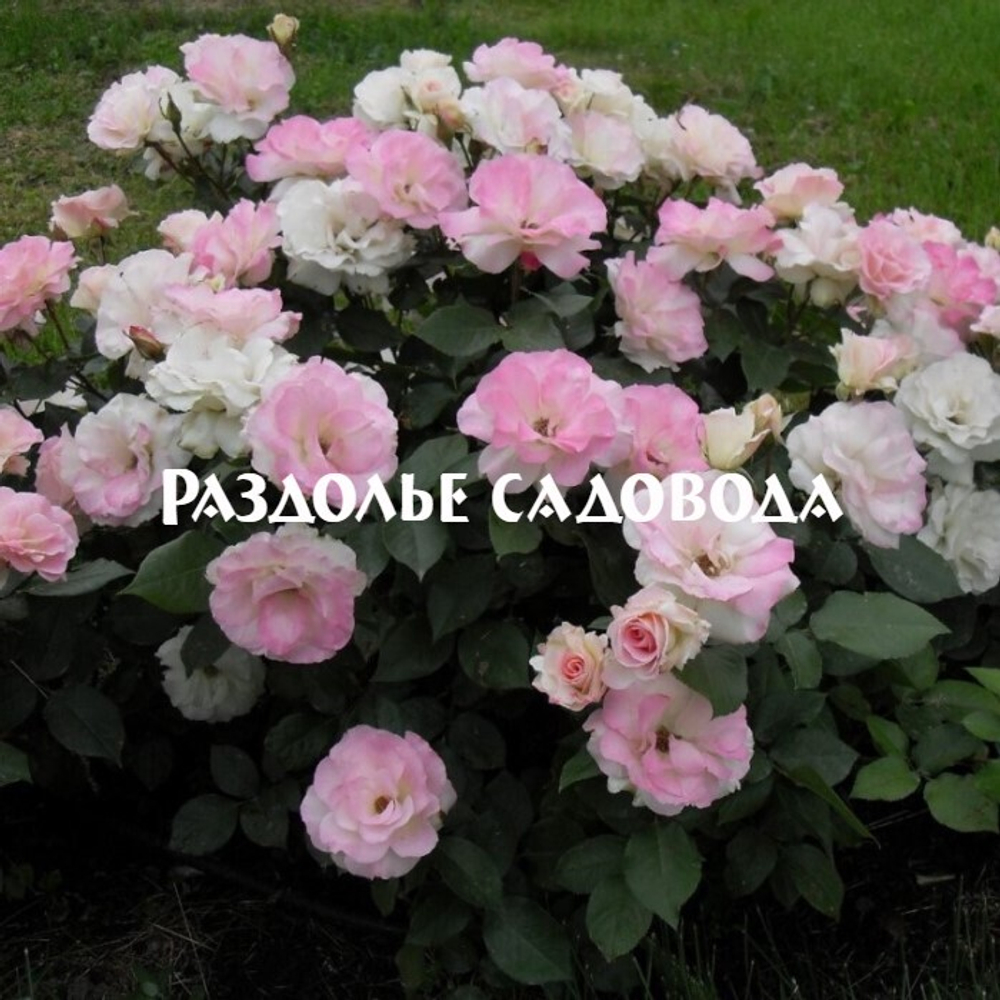 Роза флорибунда Шарль Азнавур