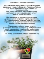 Лядвенец Клюв Попугая лотус канарский