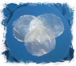 Плацента, 7-10см, 1шт