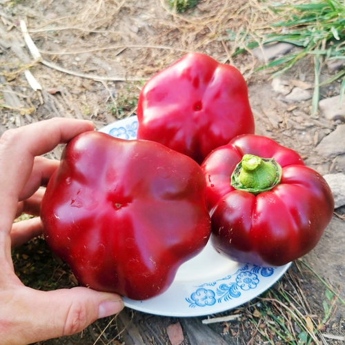 Перец Сладкий - Барбекю