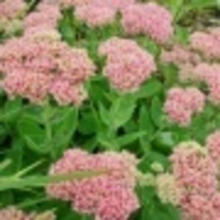 Седум видный Хербштфройде Herbstfreude в контейнере 0,5л, В НАЛИЧИИИ