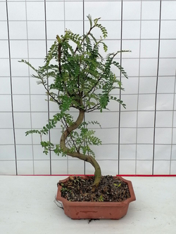 Бонсай Japanese Pepper д. 20
