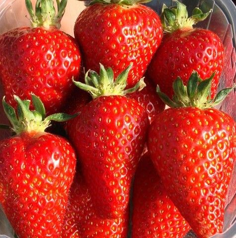 Клубника Сирия