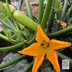 МАНИШЕС F1 семена кабачка (Rijk Zwaan | Alexagro)