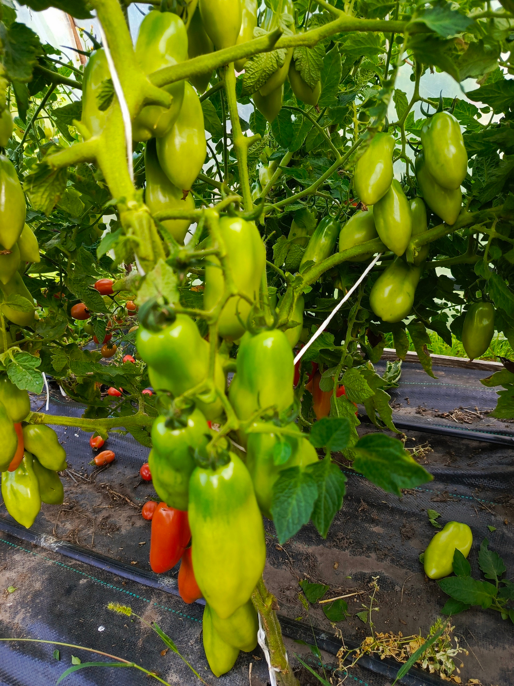 Сан Марцано (San Marzano) сорт томата