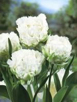 Тюльпан Махрово-бахромчатый Сноу Кристал