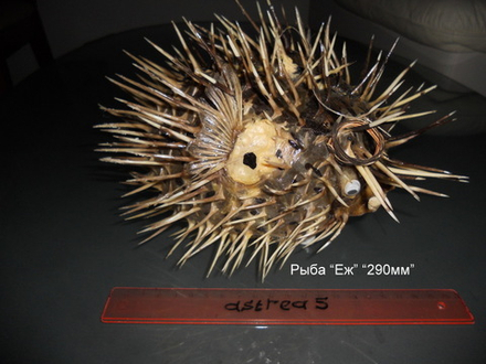 Рыба "Еж" "170-250-300мм"