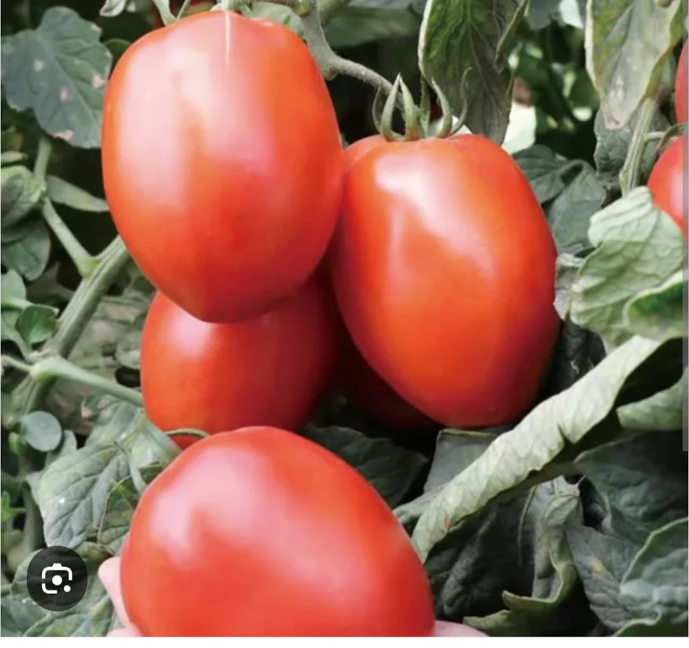 Бенито F1 - Benito F1 1000 семян