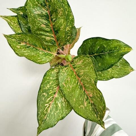 Аглаонема FORTUNE