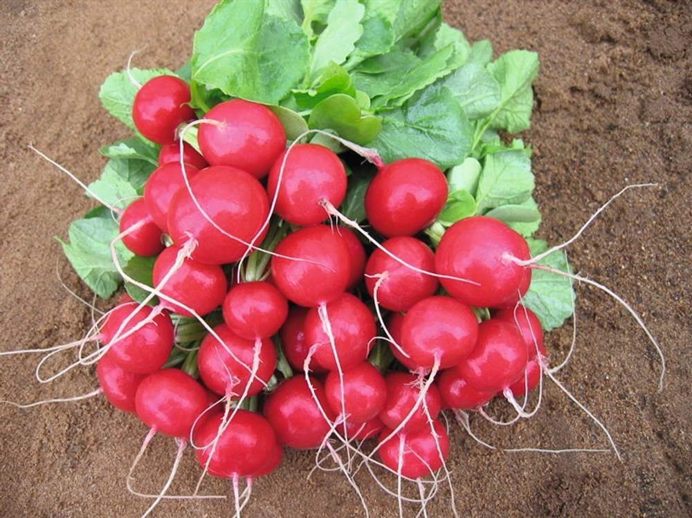 Редис Ребел F1 (10гр) Витагрин Профи