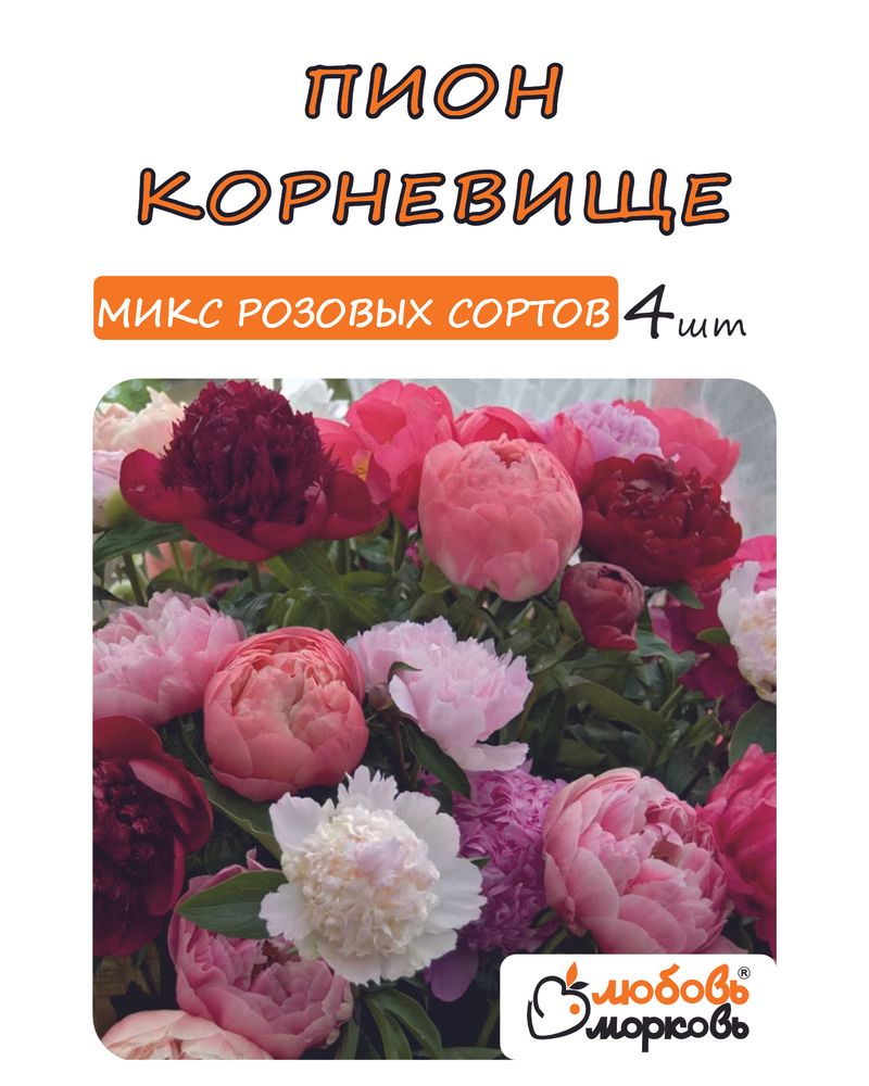 Пион Корневище, Микс розовых сортов, 4шт