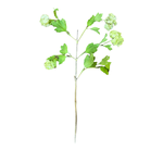 Калина цветущая  [Арт. TSF00451]