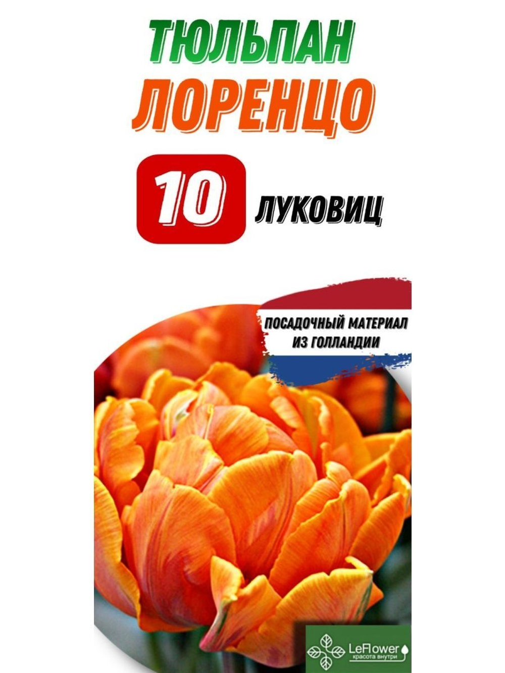 Тюльпан Луковица, Лоренцо, 10шт