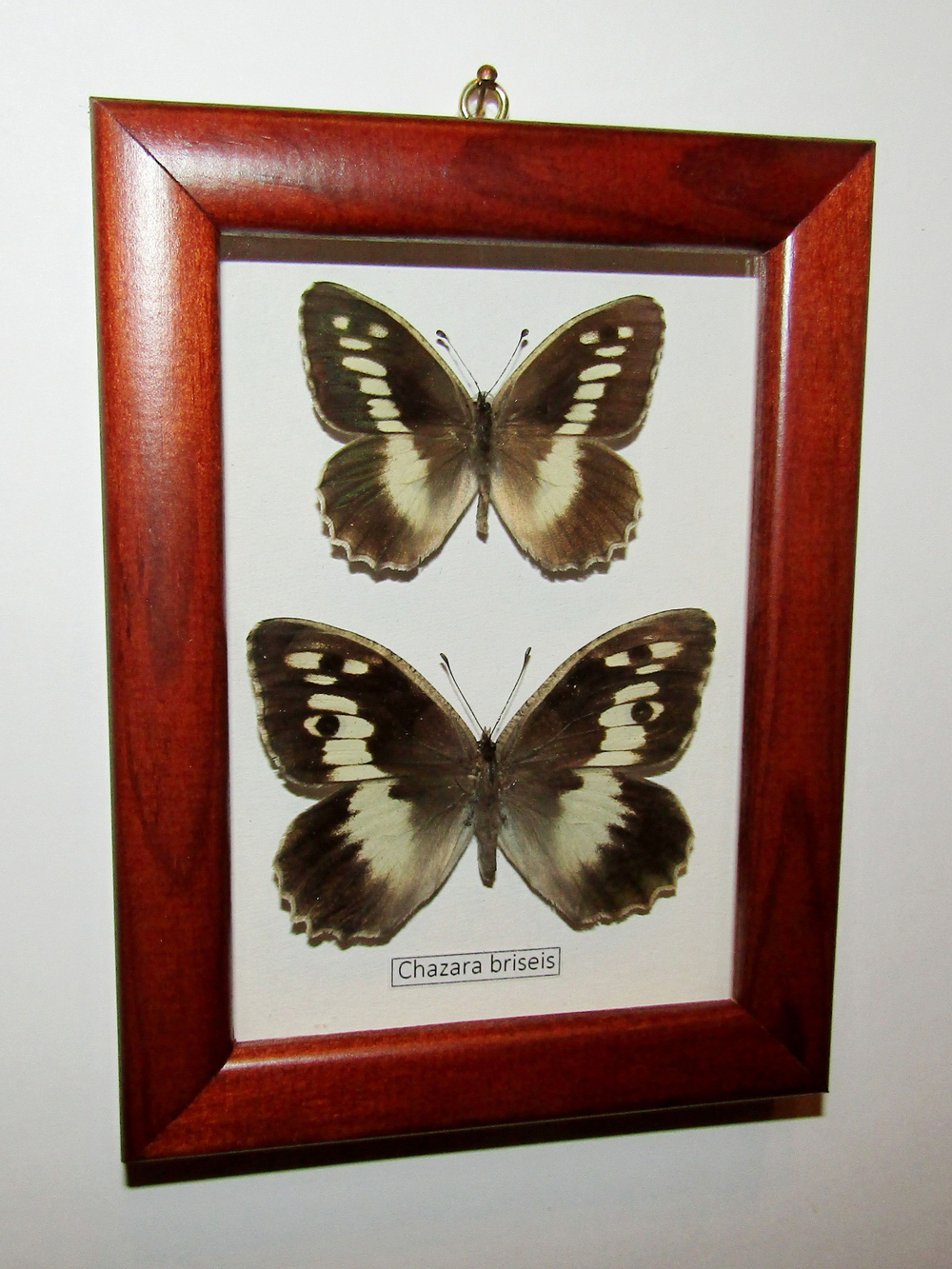 Бабочка Chazara briseis пара в рамке