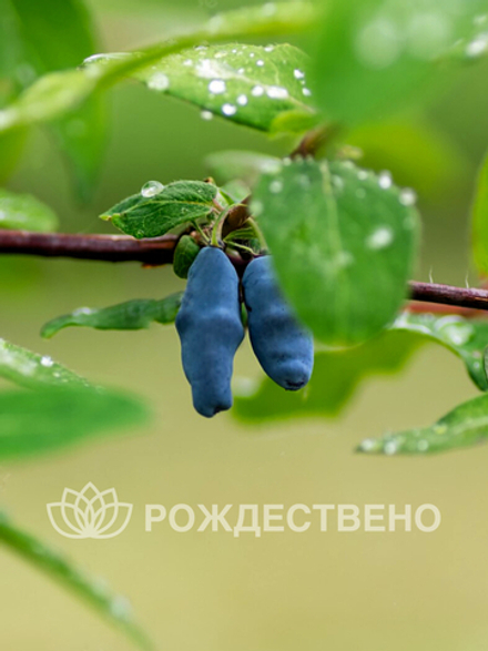 Жимолость Бажовская