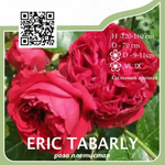 Роза плетистая "Éric Tabarly"