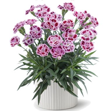 3715 Гвоздика перистая DELILAH BICOLOR PURPLE (ВЕСНА 2025)