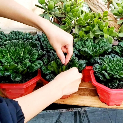 Шпинатная Китайская Капуста Ву Та Цай - 乌塌菜- Spinach Chinese Cabbage Wu Ta Cai