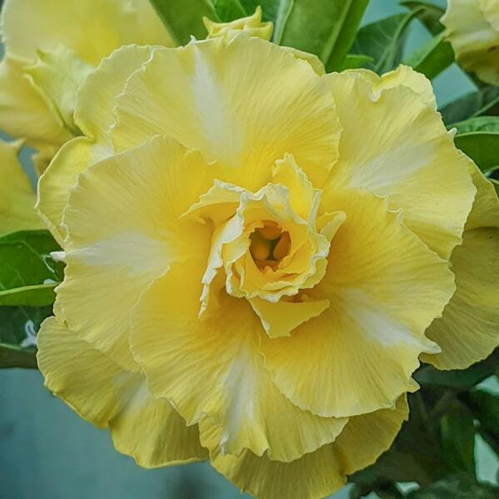 Адениум обесум 336 Hằng Nga