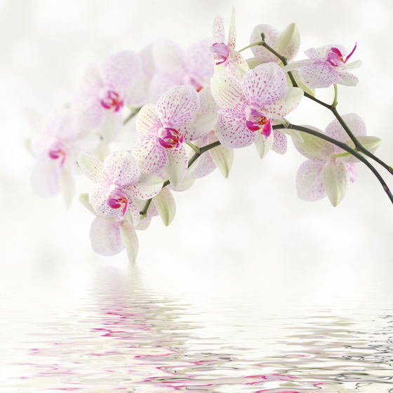 Коллекция Цветы