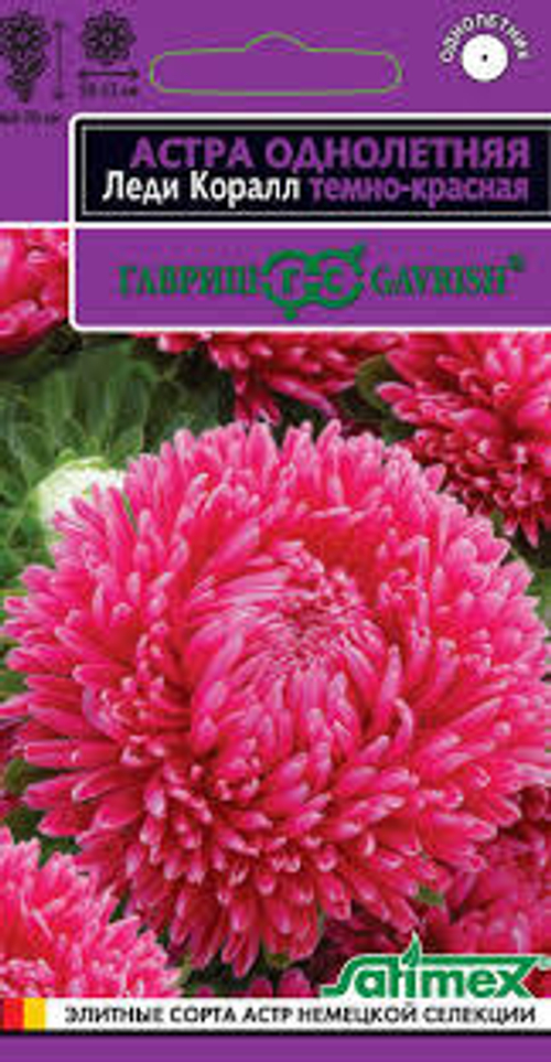 Астра Леди Коралл темно-красная