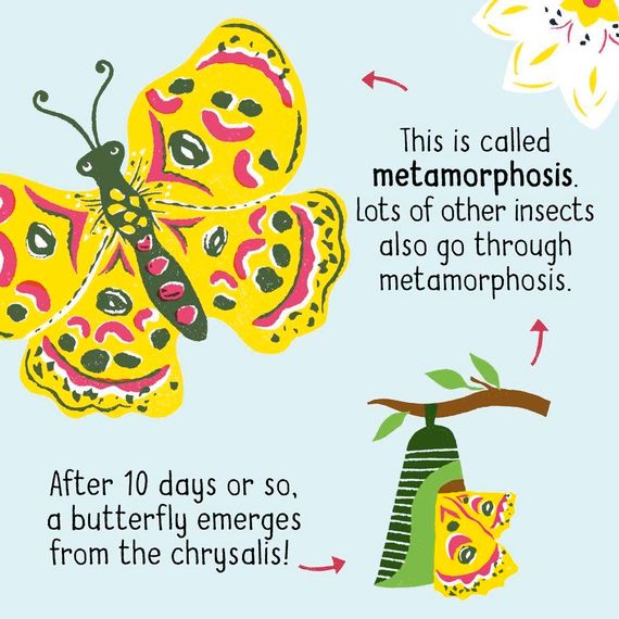 50 Words on Nature: Bugs