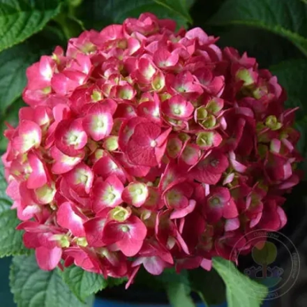Endless Summer Love Red / «Бесконечное лето» Р7