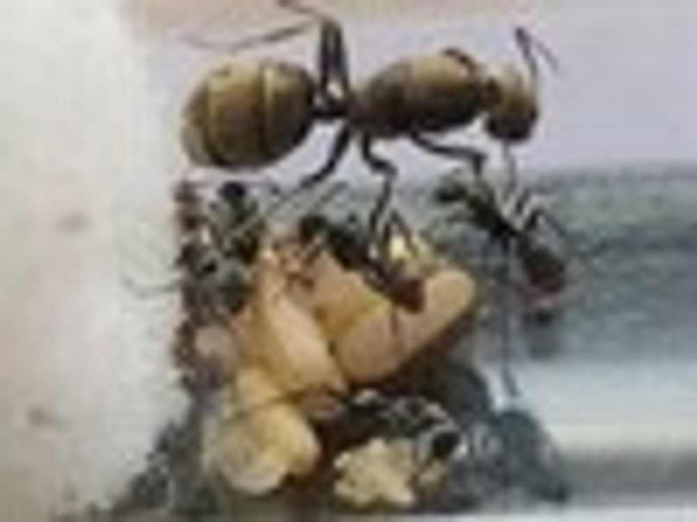 Вертикальная муравьиная ферма "Галактика-Башня" с муравьями Camponotus parius