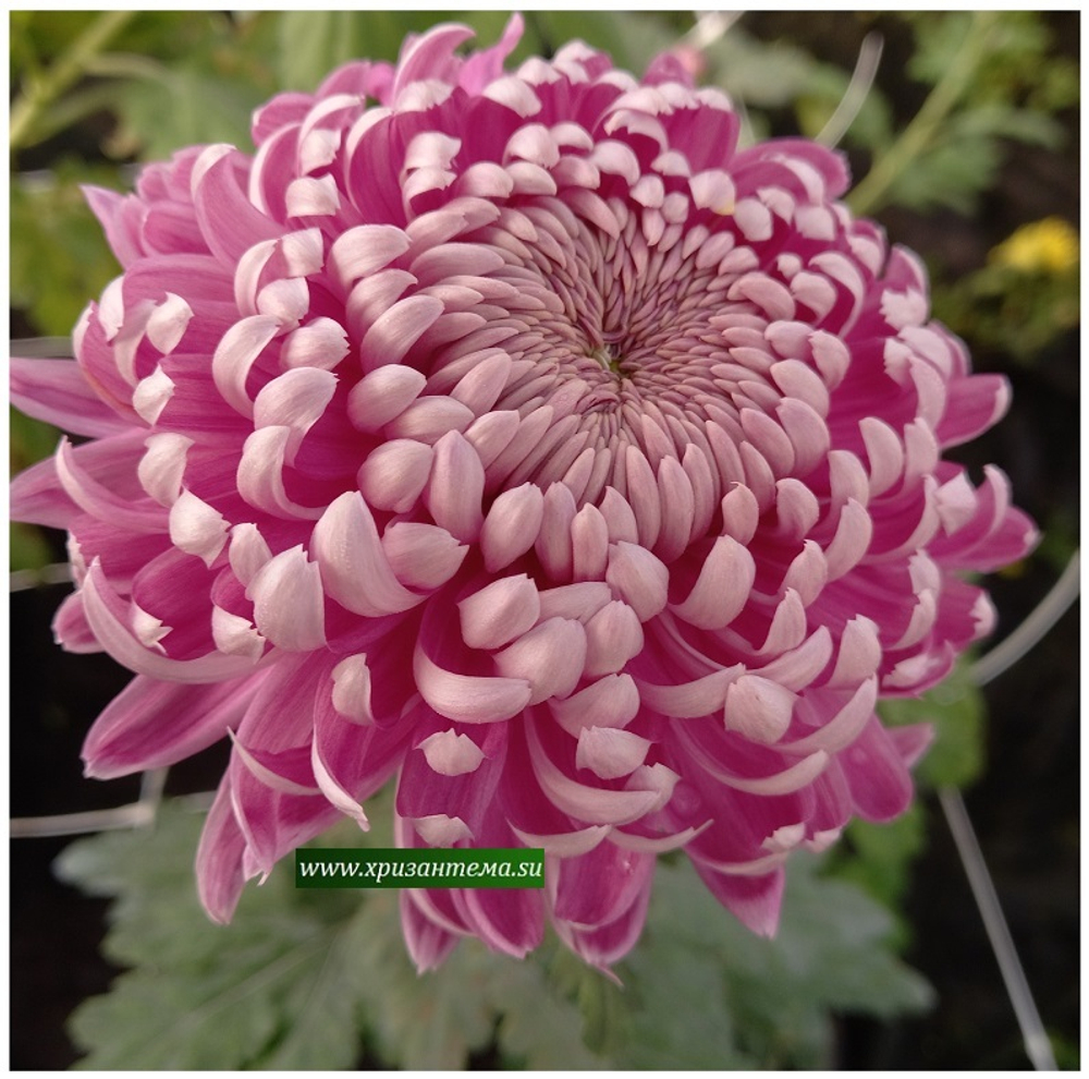 Крупноцветковая хризантема Dorren Pudh  ан. 49   (временно нет в наличии)