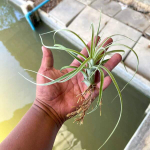 Тилландсия Hedi Gulz (exserta x streptophylla)