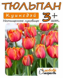 Тюльпан Луковица, Куинсдэй, 3+ шт