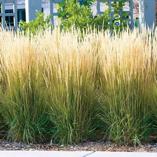 Вейник остроцветковый Карл Форстера С2 Закупка М39 июнь 2026