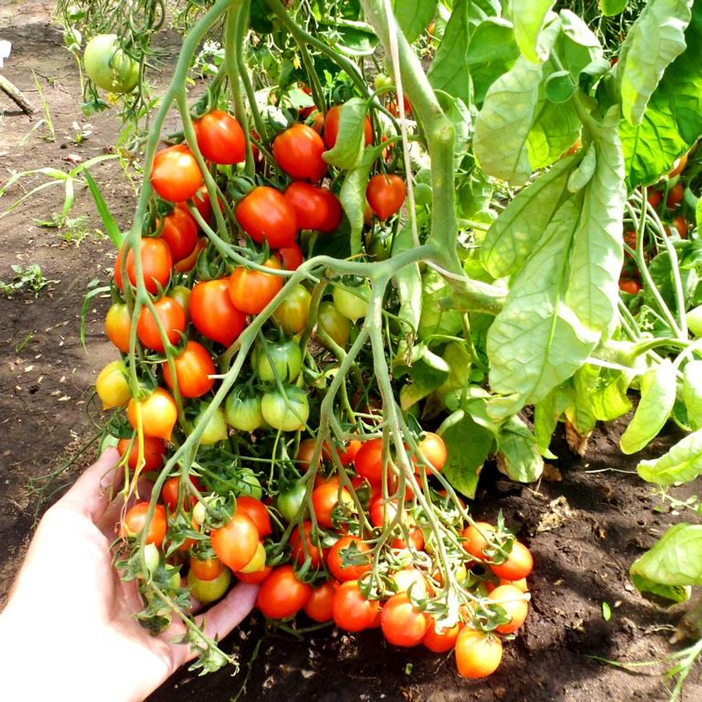 Помидоры Geranium Kiss