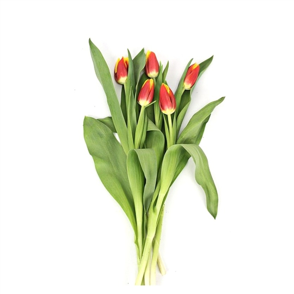 Букет тюльпанов 5шт/Агро