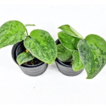 Сциндапсус SNOW FLAKE