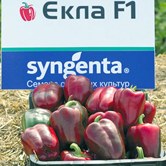 ЕКЛА F1 семена перца сладкого Syngenta культура