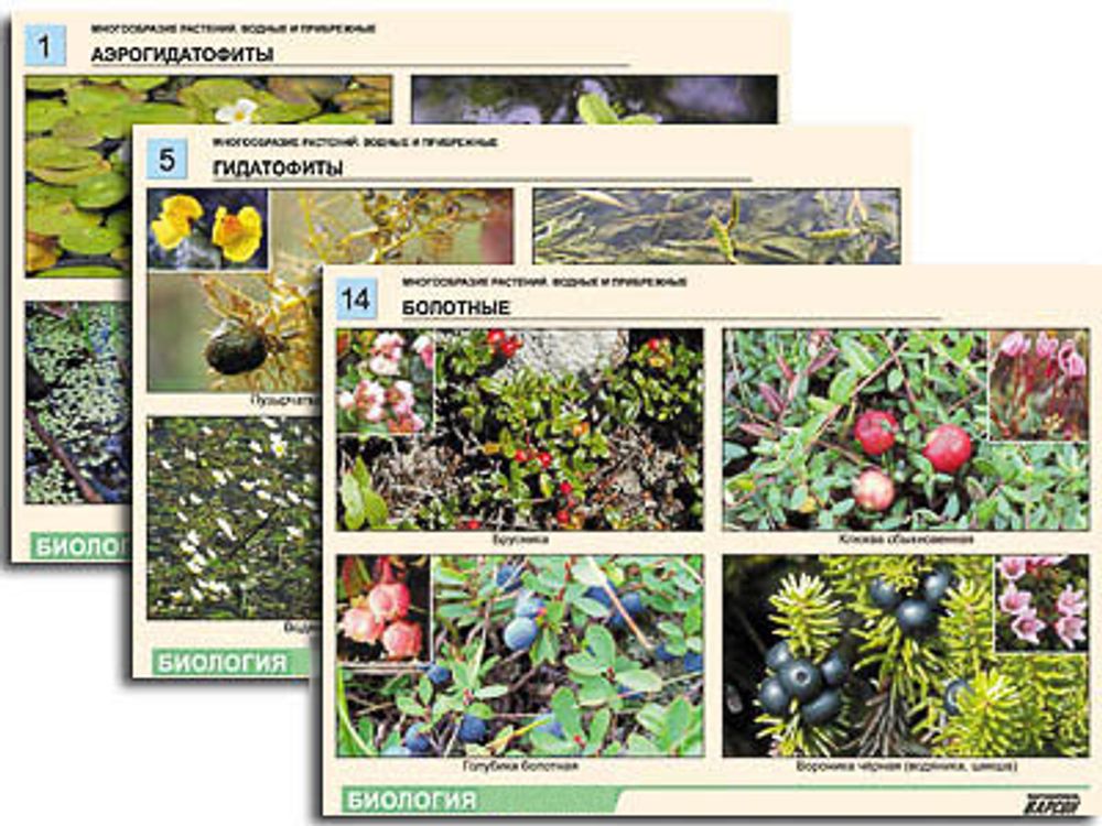 Комплект таблиц по ботанике раздат. &amp;#34;Многообразие растений. Водные и прибрежные&amp;#34; (16 шт., А4, лам)
