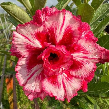 Адениум KIM NGOC 11