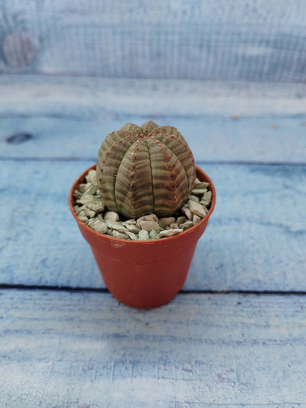 Euphoria Obesa (Эуфорбия)