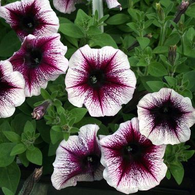 3221 Петуния FAMOUS VIOLET DARK EYE (ВЕСНА 2025)
