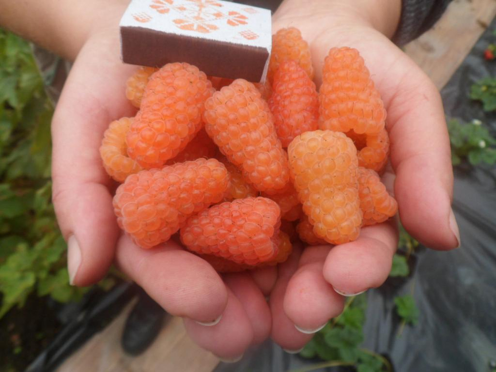 Малина ремонтантная сорт Оранжевое Чудо