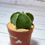 Astrophytum Myriostigma Nudum (Астрофитум)