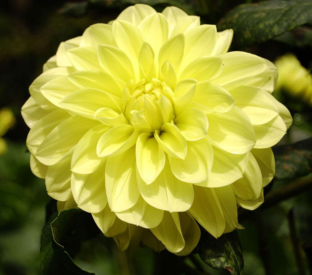 Георгин Глори Ван Хемстед (1 шт)